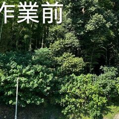 草刈り　木、竹の伐採　承ります　【激安価格】