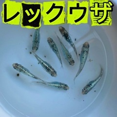 今シーズン終✨メダカ【レックウザ】各サイズ2セットずつ限定の画像