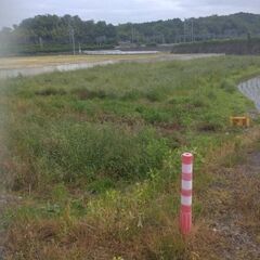 草刈り　木、竹の伐採　承ります　【激安価格】 - 剪定/造園