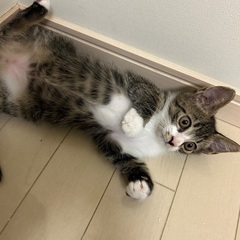 甘えん坊で可愛い男の子　推定3ヶ月