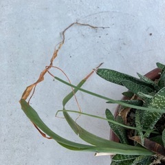 多肉植物　1鉢の画像