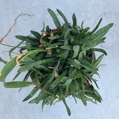 多肉植物　1鉢の画像