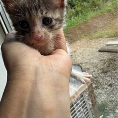 オスの子猫　色かわいい