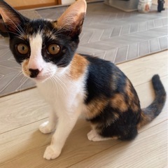 三毛姉妹です🐈