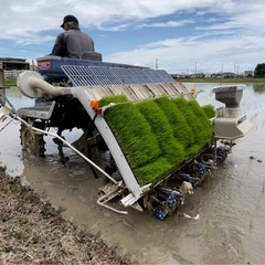 令和7年産　玄米30キロ ひとめぼれ　一等米　埼玉県熊谷産　専業農家　　白米にもできます！の画像