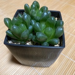 オブツーサ多肉植物の画像