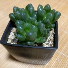 オブツーサ多肉植物の画像