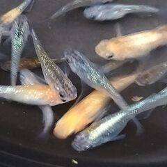 改良メダカ　MIXめだかHタイプ　稚魚30匹以上の画像