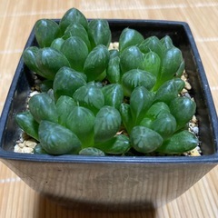 オブツーサ多肉植物の画像