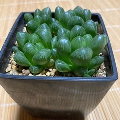 オブツーサ多肉植物の画像