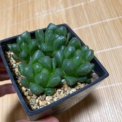 オブツーサ多肉植物の画像