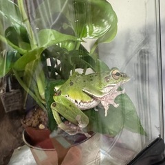 モリアオガエルの画像