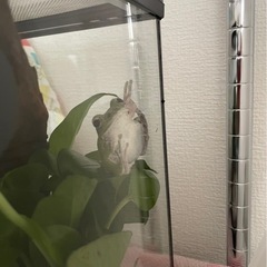 モリアオガエルの画像