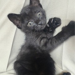 黒虎子猫ちゃん　血液検査済み
