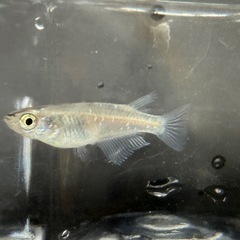 花魁おいらん　メダカ成魚　2匹500円　の画像