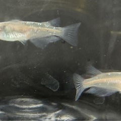 花魁おいらん　メダカ成魚　2匹500円　の画像