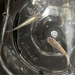 花魁おいらん　メダカ成魚　2匹500円　の画像