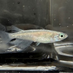 花魁おいらん　メダカ成魚　2匹500円　の画像