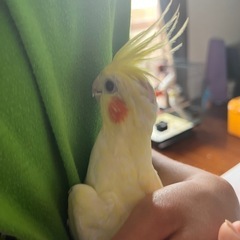 相談中です。ありがとうございました！