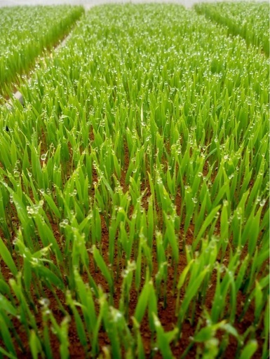 令和7年産　玄米10キロ ひとめぼれ　一等米　埼玉県熊谷産　専業農家　　白米にもできます！