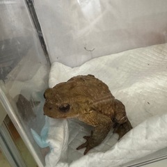 ミヤコヒキガエルの画像