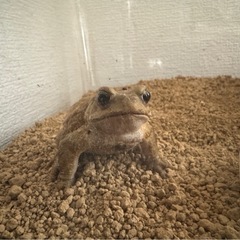 ミヤコヒキガエルの画像