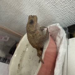 ミヤコヒキガエルの画像