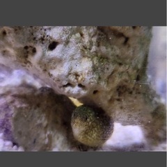 1点物　モバウツボ　小型の可愛いウツボ　温厚　小型の温厚な種で人気の高い種　15㎝前後　アクアリウム　海水魚　マリン　観賞魚の画像