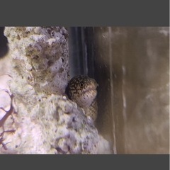1点物　モバウツボ　小型の可愛いウツボ　温厚　小型の温厚な種で人気の高い種　15㎝前後　アクアリウム　海水魚　マリン　観賞魚の画像