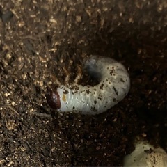 ヘラクレスオオカブト　幼虫　カブトムシの画像
