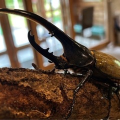 ヘラクレスオオカブト　幼虫　カブトムシの画像