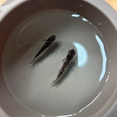 WMR01WFの画像