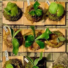 朝活★植欲の秋★ビカクシダ板付ワークショップ