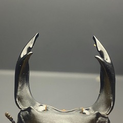 能勢YG新成虫♂単81.5ミリの画像