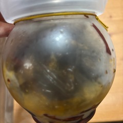 虎皮辣椒 とうがらしの画像