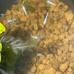 神奈川県 みゆきめだか 白 10匹 成魚の画像