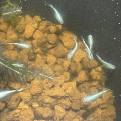 神奈川県 みゆきめだか 白 10匹 成魚の画像