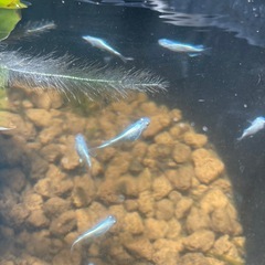 神奈川県 みゆきめだか 白 10匹 成魚の画像