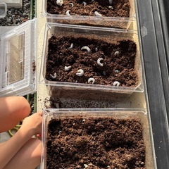 国産カブトムシの幼虫の画像