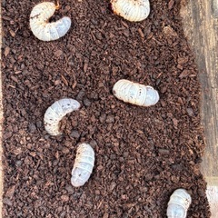 国産カブトムシの幼虫の画像