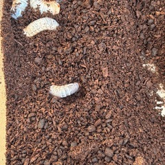 国産カブトムシの幼虫の画像
