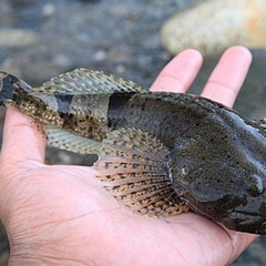 アユカケ採りメンバー募集