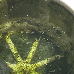 みゆきメダカ 稚魚 10匹〜30匹の画像