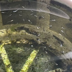 みゆきメダカ 稚魚 10匹〜30匹の画像