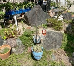 庭石、灯篭の画像