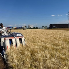 令和7年産　白米5キロ 中米ひとめぼれ　埼玉県熊谷産　専業農家　　の画像