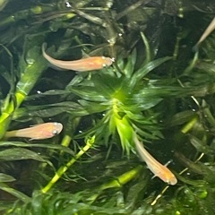 楊貴妃めだか 卵10個〜30個の画像