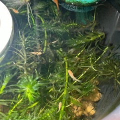 楊貴妃めだか 卵10個〜30個の画像