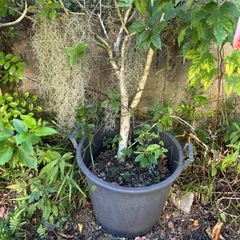 植木鉢★植物の画像