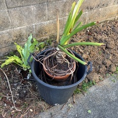 植木鉢★植物の画像